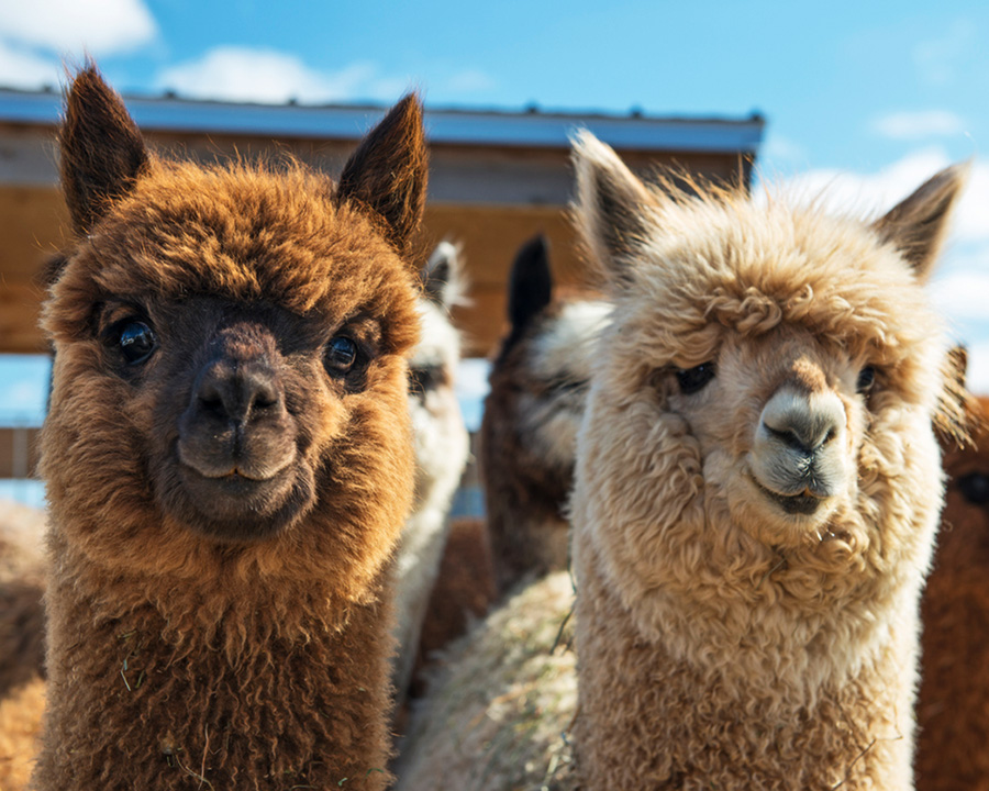 Close up look at two full fleece alpacas