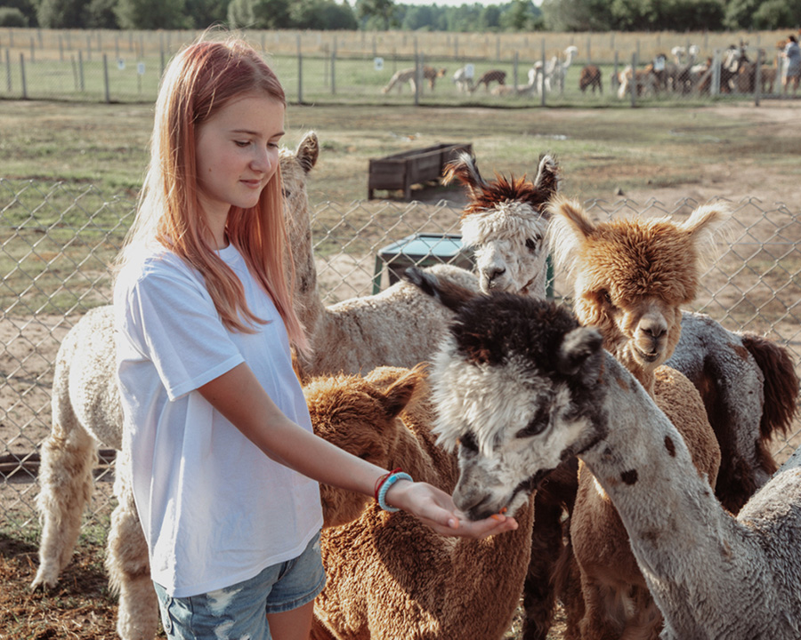 Girl feeding alpacas