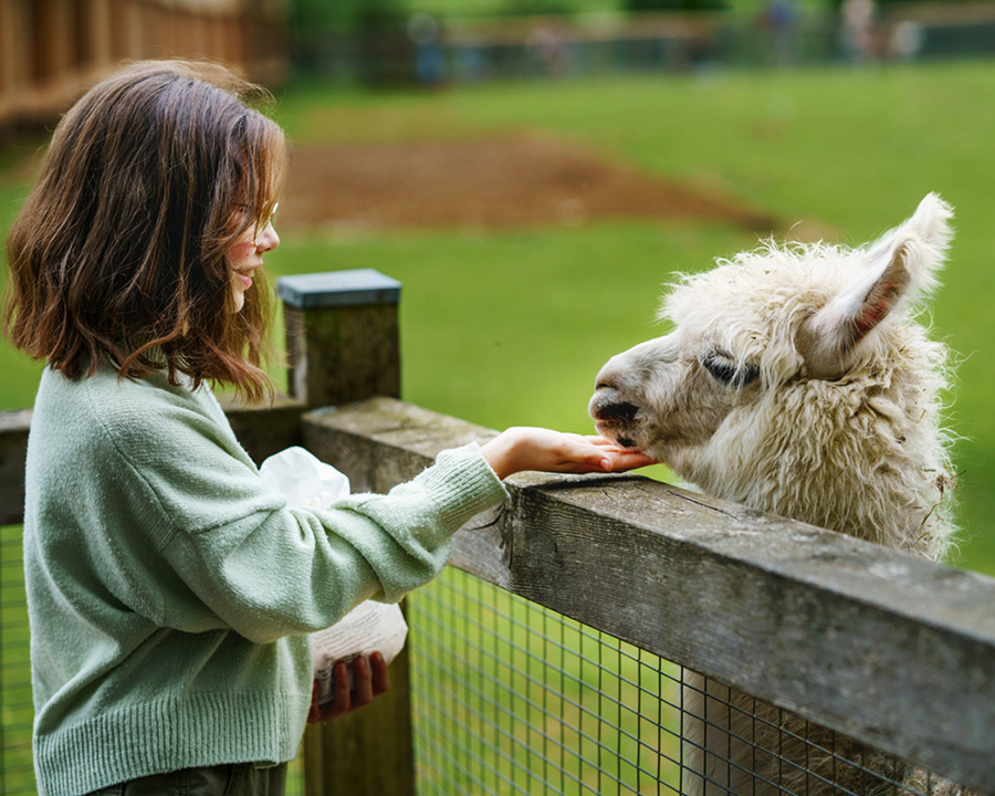 Alpaca grazing in a sustainable farm environment